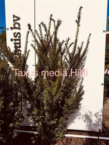 Taxus media 'Hillii' 100-125 cm RB - image 5
