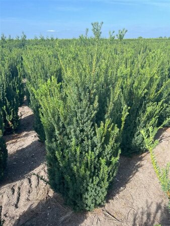 Taxus media 'Hillii' 125-150 cm met kluit - afbeelding 5