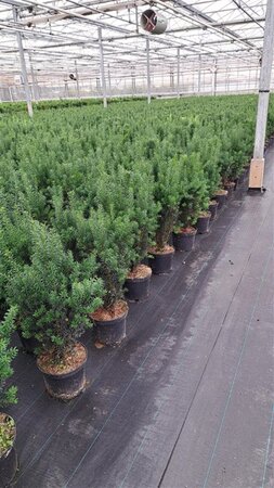 Taxus media 'Hillii' 50-60 cm cont. 3,0L - afbeelding 2