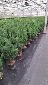 Taxus media 'Hillii' 50-60 cm cont. 3,0L