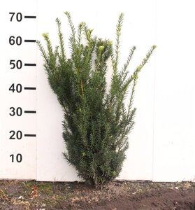 Taxus media 'Hillii' 50-60 cm met kluit - afbeelding 2
