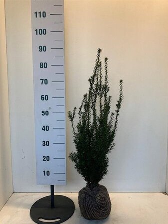Taxus media 'Hillii' 50-60 cm met kluit - afbeelding 2