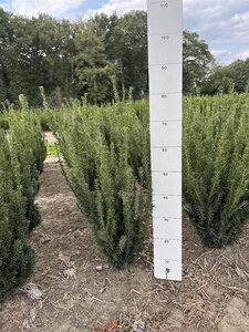 Taxus media 'Hillii' 50-60 cm met kluit - afbeelding 3