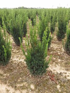 Taxus media 'Hillii' 50-60 cm met kluit - afbeelding 3