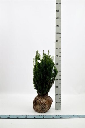 Taxus media 'Hillii' 50-60 cm met kluit - afbeelding 10