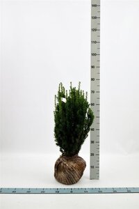 Taxus media 'Hillii' 50-60 cm met kluit - afbeelding 10