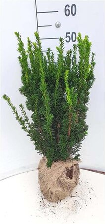 Taxus media 'Hillii' 50-60 cm met kluit - afbeelding 6