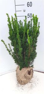 Taxus media 'Hillii' 50-60 cm met kluit - afbeelding 6