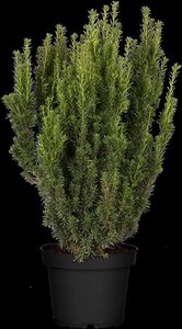 Taxus media 'Hillii' 60-80 cm cont. 15L - afbeelding 2