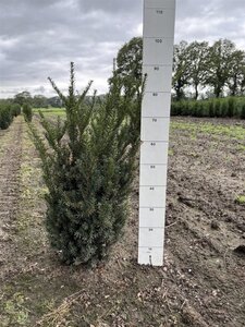 Taxus media 'Hillii' 60-80 cm met kluit - afbeelding 4