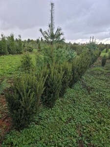 Taxus media 'Hillii' 60-80 cm met kluit - afbeelding 6