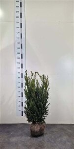 Taxus media 'Hillii' 60-80 cm met kluit - afbeelding 9