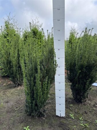 Taxus media 'Hillii' 60-80 cm met kluit - afbeelding 3