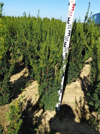 Taxus media 'Hillii' 60-80 cm met kluit - afbeelding 10