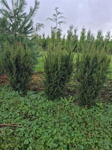 Taxus media 'Hillii' 60-80 cm met kluit - afbeelding 5