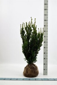 Taxus media 'Hillii' 60-80 cm met kluit - afbeelding 2