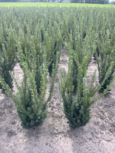 Taxus media 'Hillii' 60-80 cm met kluit - afbeelding 4