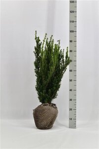 Taxus media 'Hillii' 60-80 cm met kluit - afbeelding 7
