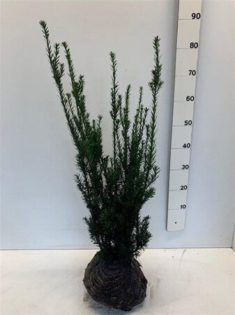 Taxus media 'Hillii' 60-80 cm met kluit - afbeelding 8