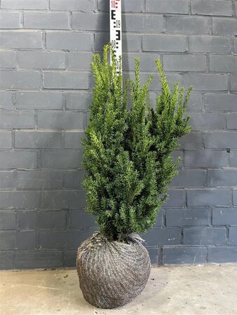 Taxus media 'Hillii' 60-80 cm met kluit - afbeelding 14