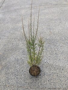 Tamarix tetrandra 80-100 cm cont. 5,0L