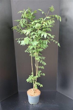 Tetradium daniellii = Euodia hupehensis  175-200 cm met kluit