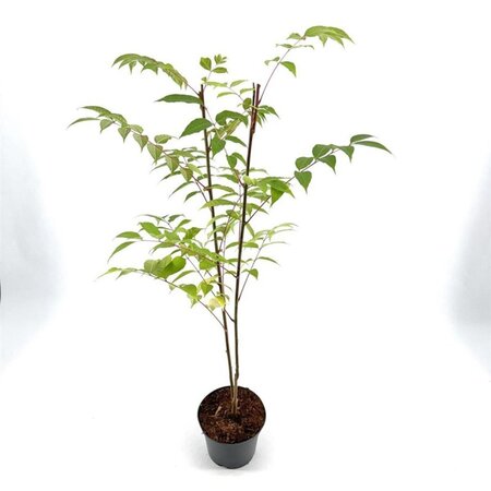 Tetradium daniellii = Euodia hupehensis  40-50 cm cont. 3,0L