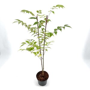 Tetradium daniellii = Euodia hupehensis  40-50 cm cont. 3,0L