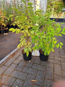 Tetradium daniellii = Euodia hupehensis  40-50 cm cont. 3,0L