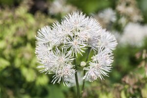 Thalictrum del. 'Album' geen maat specificatie 0,55L/P9cm