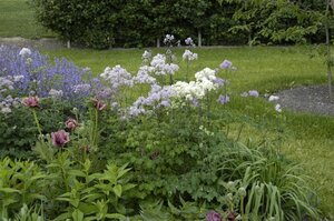 Thalictrum del. 'Album' geen maat specificatie 0,55L/P9cm - afbeelding 2