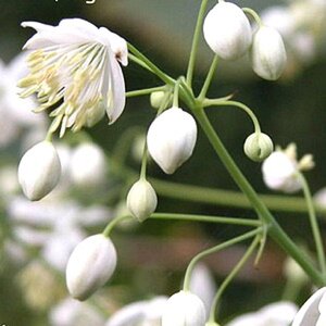 Thalictrum del. 'Album' geen maat specificatie 0,55L/P9cm - afbeelding 3