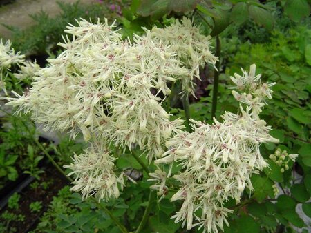 Thalictrum del. 'Album' geen maat specificatie 0,55L/P9cm - afbeelding 4