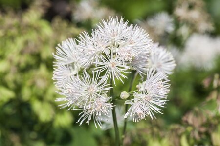 Thalictrum del. 'Album' geen maat specificatie 0,55L/P9cm - image 1
