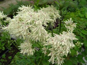 Thalictrum del. 'Album' geen maat specificatie 0,55L/P9cm - image 4
