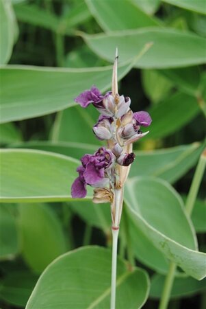 Thalia dealbata geen maat specificatie cont. 2,0L