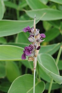 Thalia dealbata geen maat specificatie cont. 2,0L