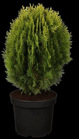 Thuja occ. 'Aurea Nana' 30-40 cm cont. 5,0L - afbeelding 1