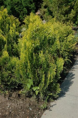 Thuja occ. 'Aurea Nana' 30-40 cm cont. 5,0L - afbeelding 2