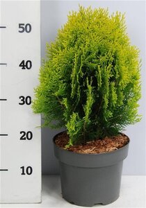 Thuja occ. 'Aurea Nana' 30-40 cm cont. 5,0L - afbeelding 5