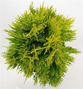 Thuja occ. 'Aurea Nana' 30-40 cm cont. 5,0L - afbeelding 6