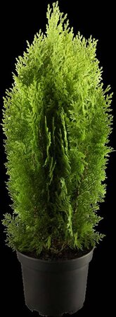 Thuja occ. 'Aurea Nana' 30-40 cm cont. 5,0L - afbeelding 3