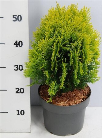 Thuja occ. 'Aurea Nana' 30-40 cm cont. 5,0L - afbeelding 7