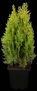 Thuja occ. 'Aurea Nana' 30-40 cm cont. 5,0L - afbeelding 4