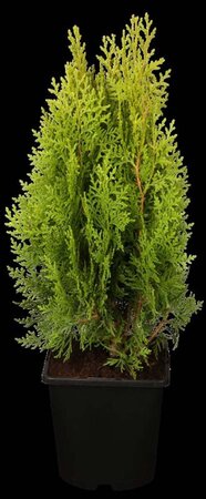 Thuja occ. 'Aurea Nana' 50-60 cm cont. 10L - afbeelding 4