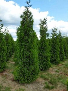 Thuja occ. 'Brabant' 350-400 cm draadkluit - afbeelding 6
