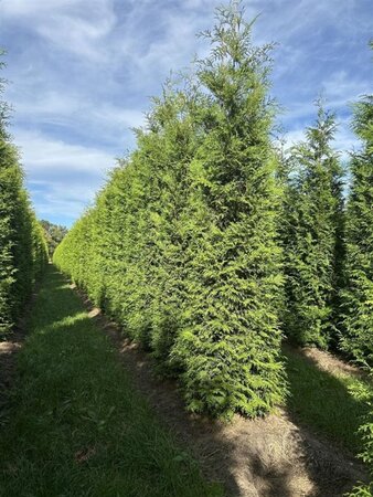 Thuja occ. 'Brabant' 350-400 cm draadkluit - afbeelding 3