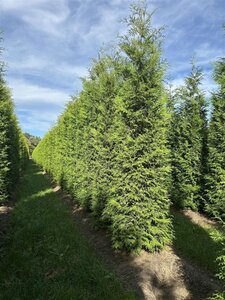 Thuja occ. 'Brabant' 350-400 cm draadkluit - afbeelding 3