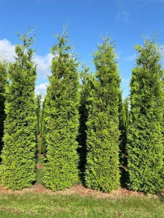 Thuja occ. 'Brabant' 350-400 cm draadkluit - afbeelding 7