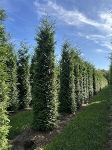 Thuja occ. 'Brabant' 350-400 cm draadkluit - afbeelding 4